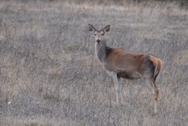 PASSIONE PER IL CERVO
